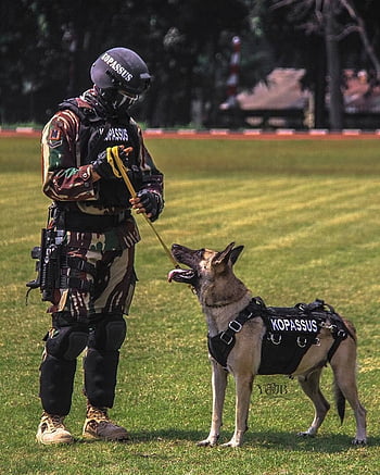 HD police k9 wallpapers  Peakpx