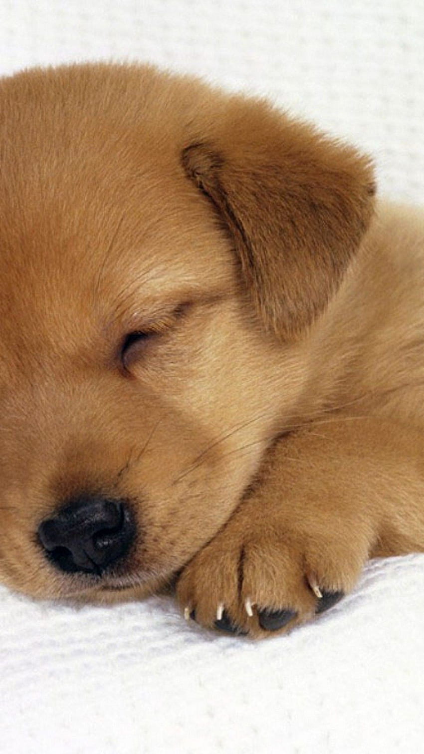 puppy iphone, dog breed, dog, canidae, mammal, puppy - Use, Cool Dogs and Puppies HD phone wallpaper