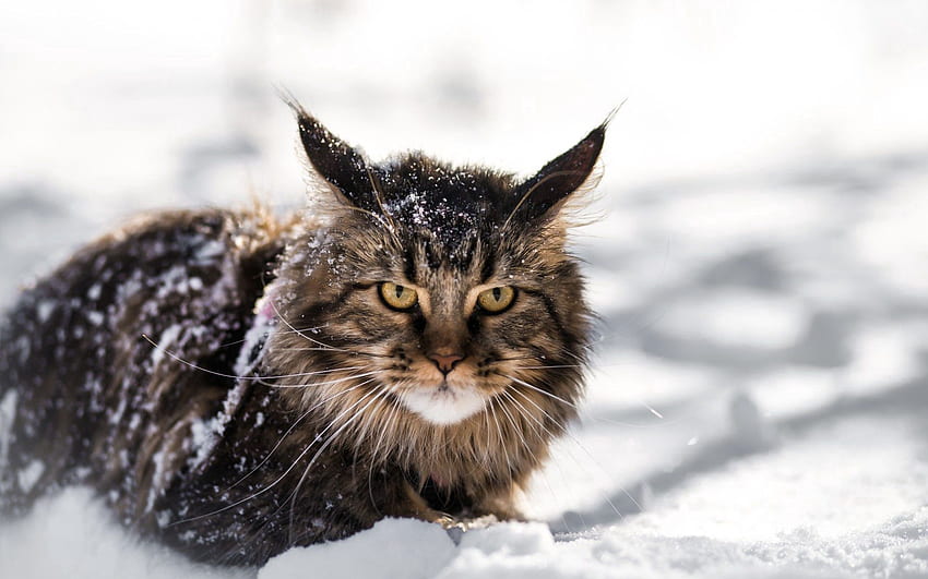 Animals, Snow, Cat, Fluffy, Meinkun, Maine Coon HD wallpaper