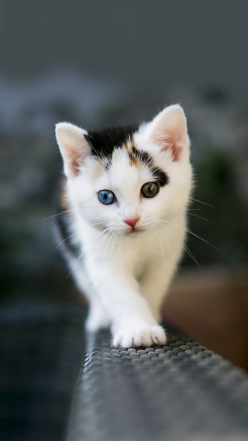 Beautiful Kitten Wallpapers on WallpaperDog