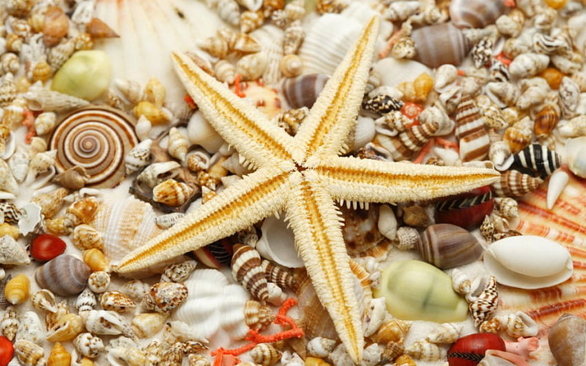 貝殻とヒトデ、ヒトデ、海、貝殻、自然 高画質の壁紙
