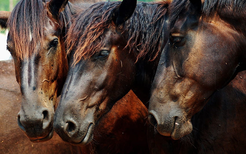 Tiere, Pferde, Braun, Farbe, Mähne, Kopf, Drei HD-Hintergrundbild