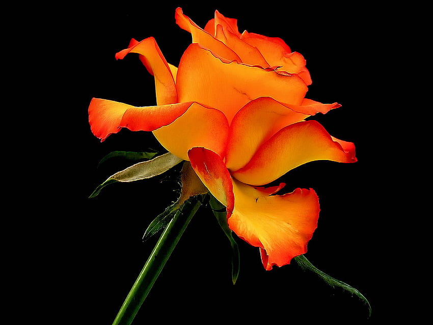 Gail Vail on Plants Wp's. Flowers, Dark flowers, Orange roses HD wallpaper