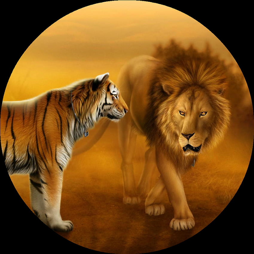 HD cheetah lion wallpapers | Peakpx