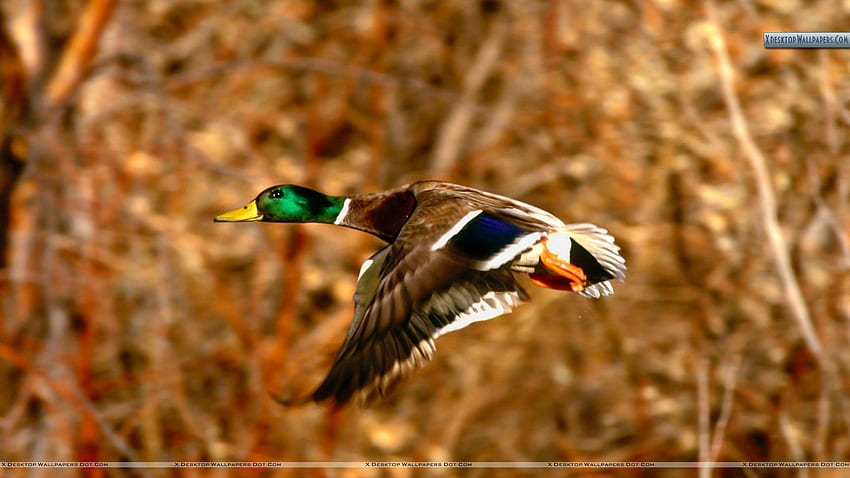 Mallard Duck HD wallpaper