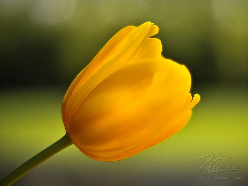 Yellow Yellow Tulip And Background - Single, Yellow Tulips HD wallpaper