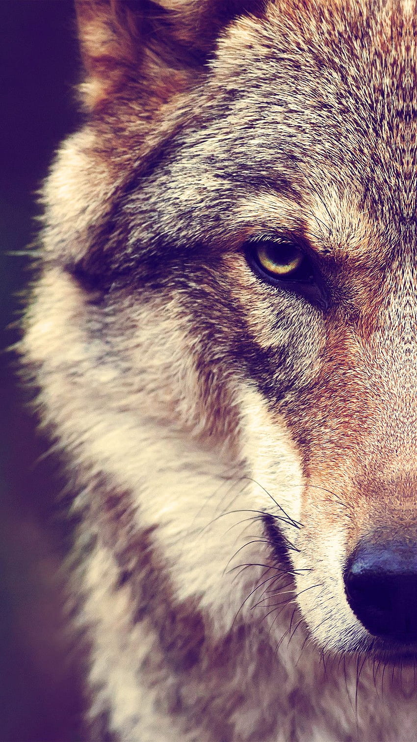Beautiful Wolf, Beautiful Wolves HD phone wallpaper | Pxfuel