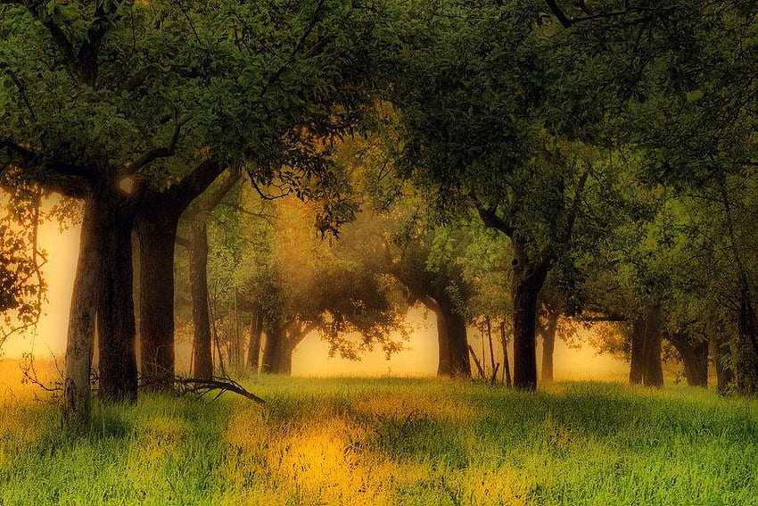 Pergi di bawah Pohon, pohon, naungan, rumput, matahari Wallpaper HD