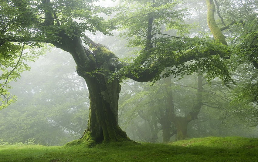 Forest Old Green Trees . Forest Old Green Trees stock , Age Old HD wallpaper