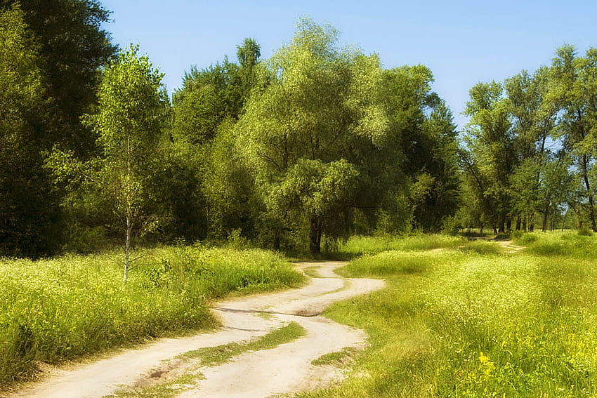 Summer Road, 여름, 녹색, 나무, 도로, 잔디, 바람이 부는 HD 월페이퍼