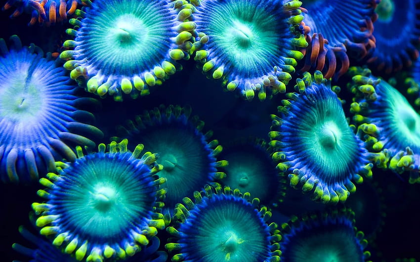 barriera corallina, scoglio, pianta, corallo, vita Sfondo HD