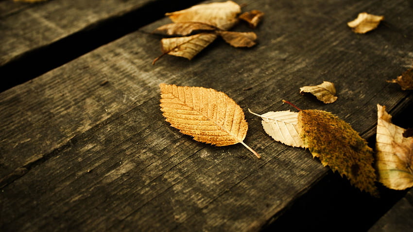 Sfondi gratis Â· Animali e Natura Â· Natura Outono - folhas caídas papel de parede HD