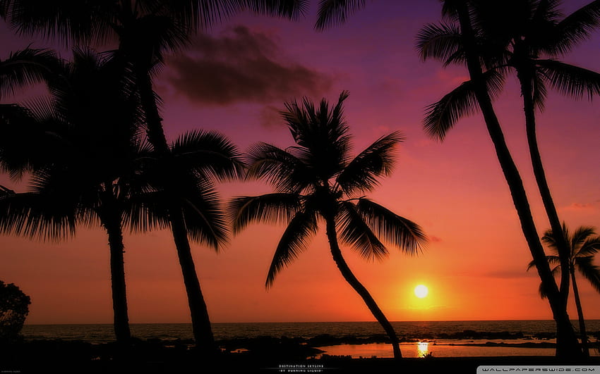 Tropical Sunset Ultra Background for U TV : Tablet : Smartphone, Scarface Sunset HD wallpaper