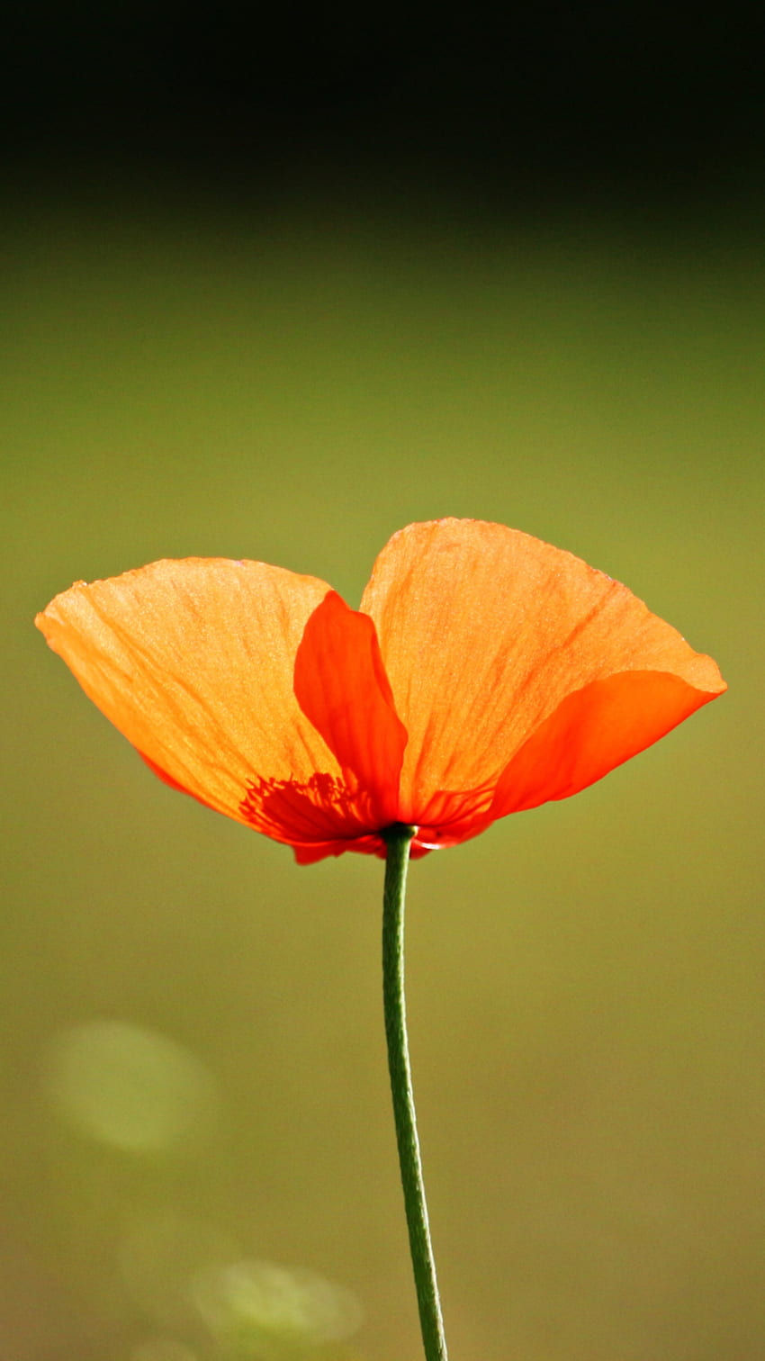 single flower, orange poppy, iphone 7, iphone 8, , background, 773 HD phone wallpaper