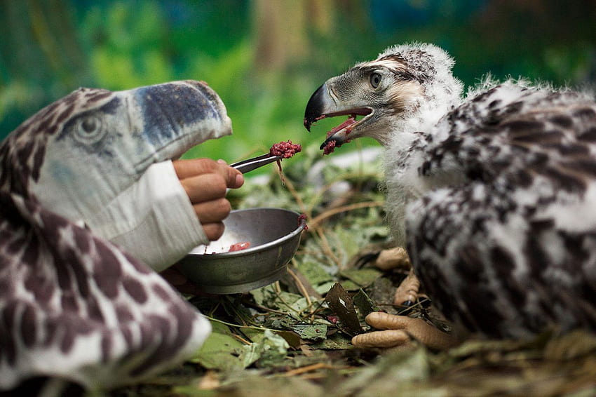 In the Aerie of the Philippine Eagle. All About Birds All About Birds ...