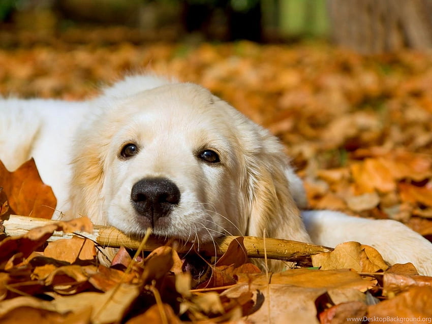 Summer Dog White Background, Summer Puppy HD wallpaper | Pxfuel