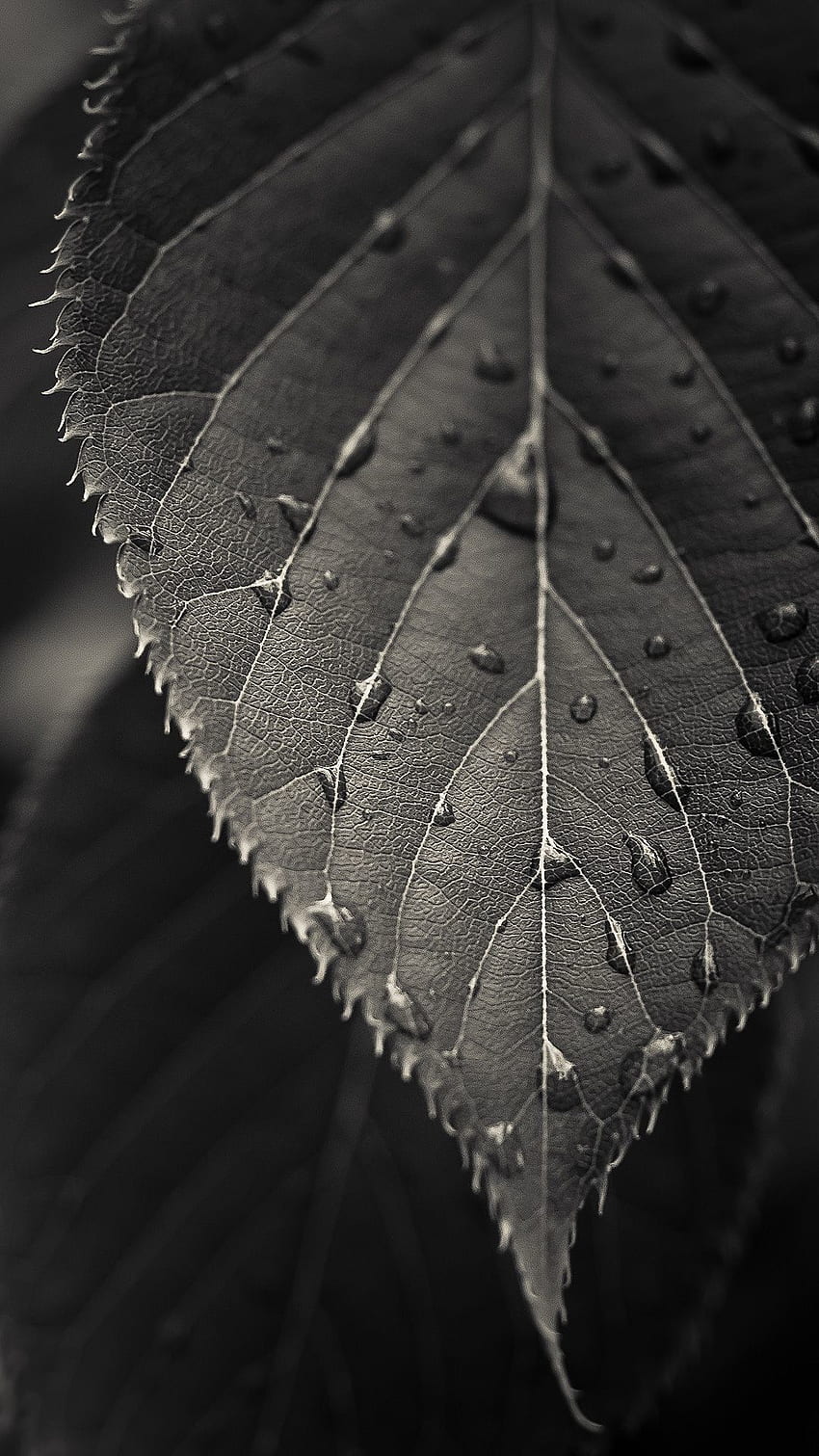Leaf, Black Leaves HD phone wallpaper
