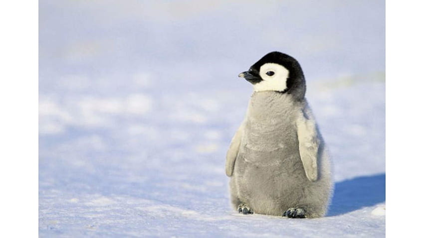 Bebé Pingüino - pingüino fondo de pantalla