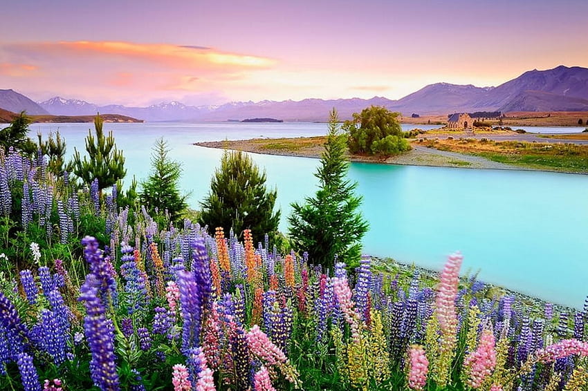 Lake Sunset, tremoços, linda, igreja, lago, Nova Zelândia, árvores, água turquesa, flores, montanhas, linda, pôr do sol papel de parede HD