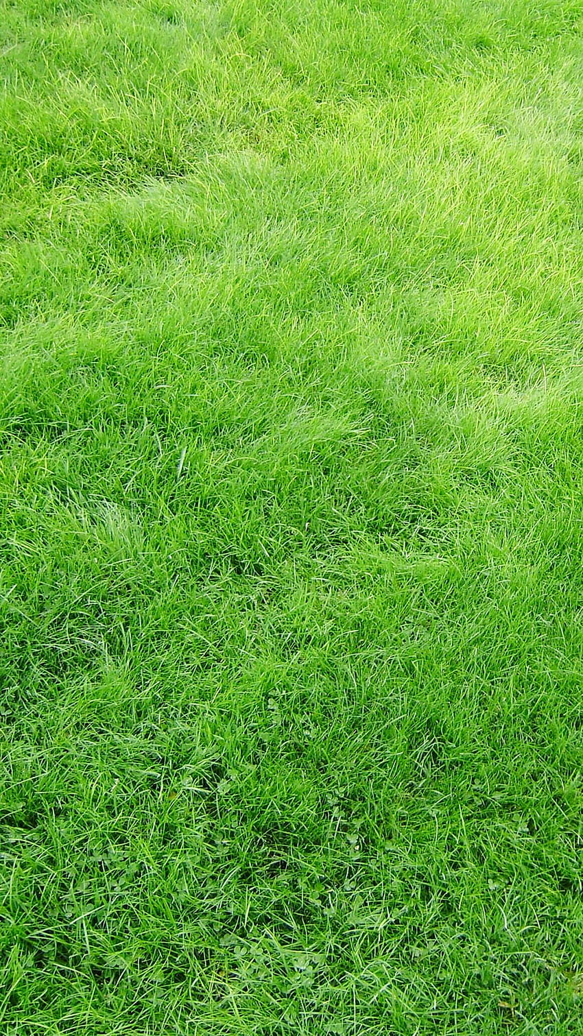 Beautiful Grass Texture – Mobile HD phone wallpaper