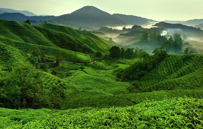 Mountains, Fog, Hills, Tea Fields for , section природа, Hill Station HD wallpaper