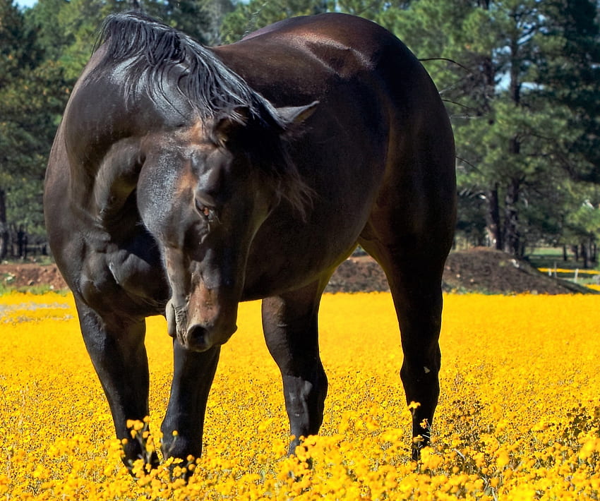 春の野原、動物、花、牧草地、馬の素敵な馬 高画質の壁紙