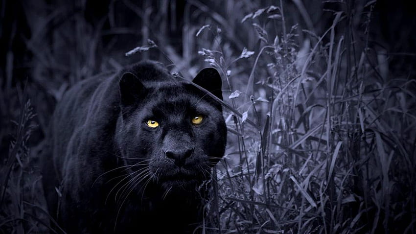 Black Panther Live – Einnahmen aus dem Google Play Store &, Black Panther Animal HD-Hintergrundbild