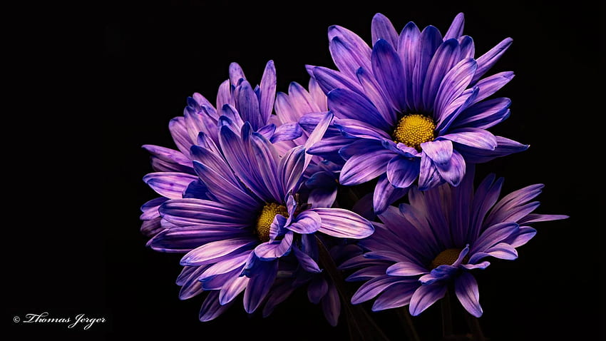 Beautiful High Resolution Purple for Laptop (1920 x 1080 px), Purple Flower Laptop HD wallpaper