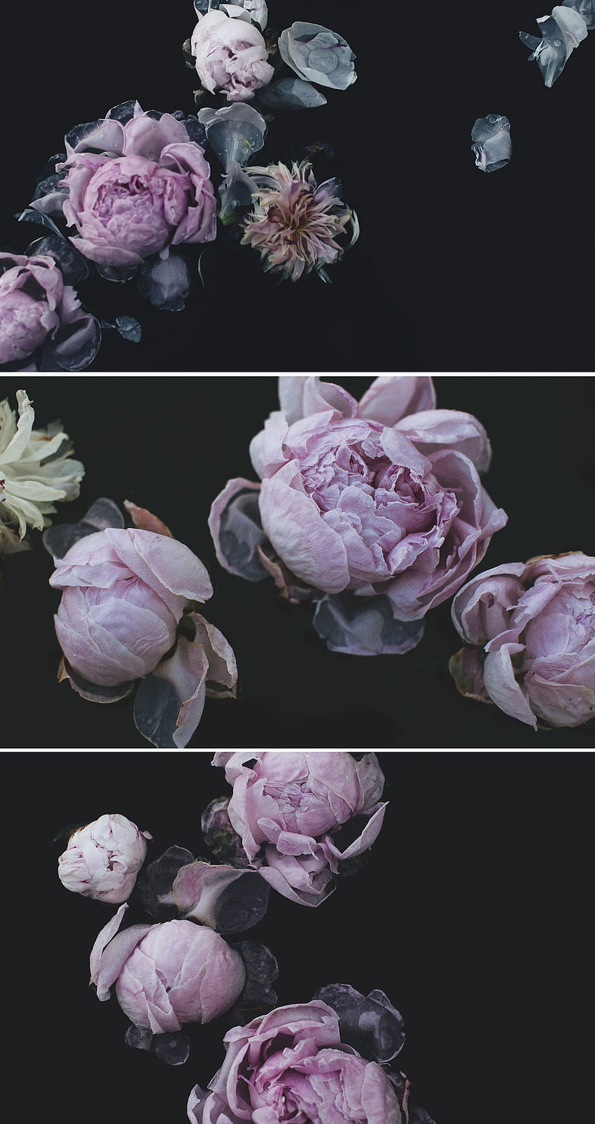 Link Love. Living the Life. Floral graphy, Dark phone HD phone wallpaper