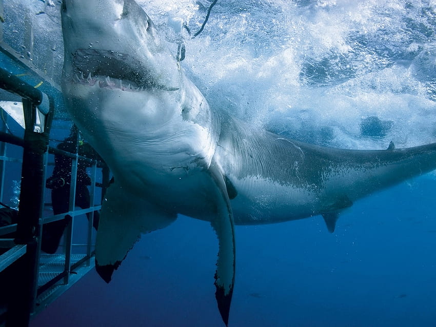beyaz köpekbalığı, okyanus kafes dalgıcı, çeneler HD duvar kağıdı