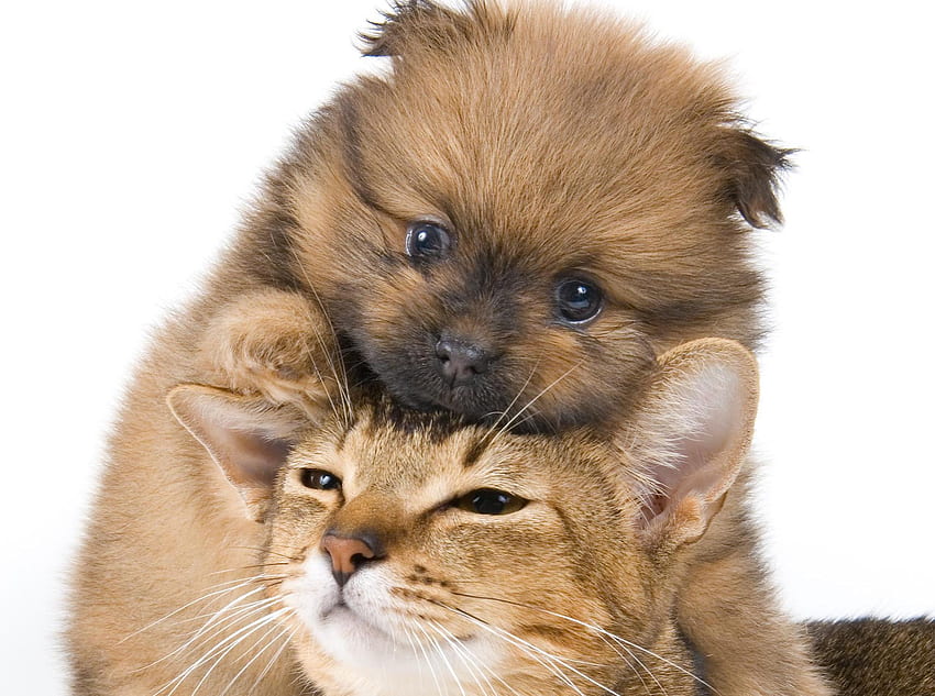 Head on head, sweet, animal, dog, kitten, puppy, cat, pet HD wallpaper