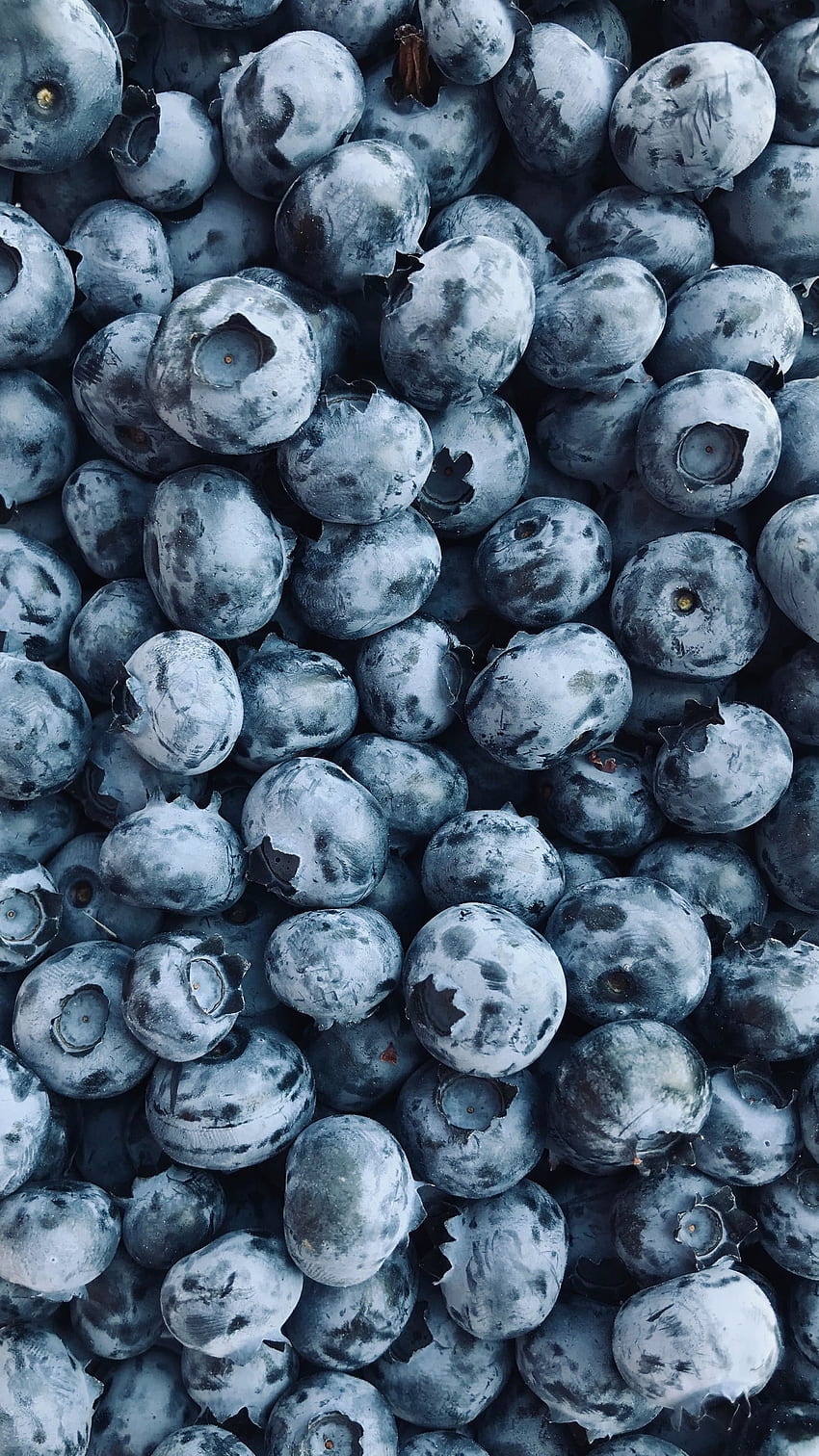 Blueberries, berry fruit, fresh HD phone wallpaper