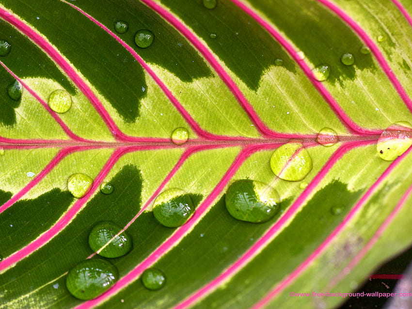 Wet Tropical Leaf Pattern Tree -, Tropical Leaves HD wallpaper