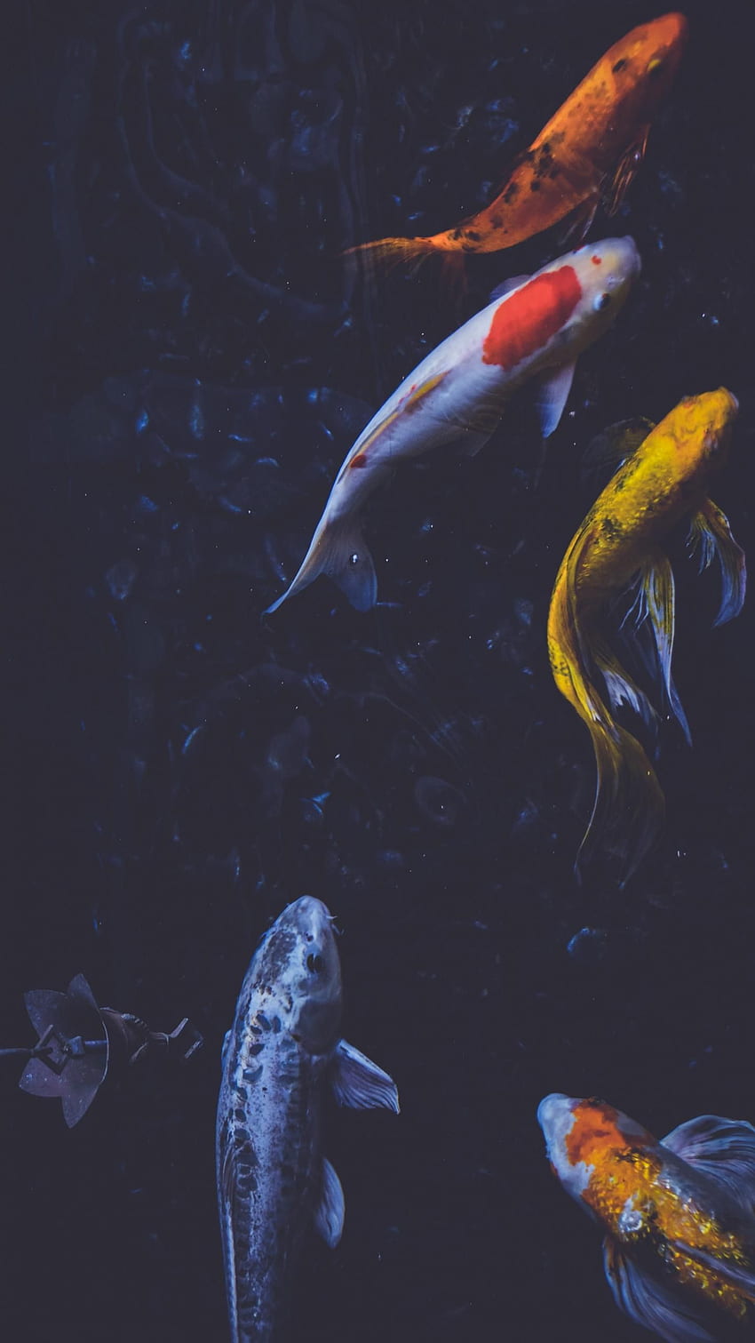 Koifisch. Fisch, Koi, Koi-Malerei, schwarzer Koi HD-Handy-Hintergrundbild