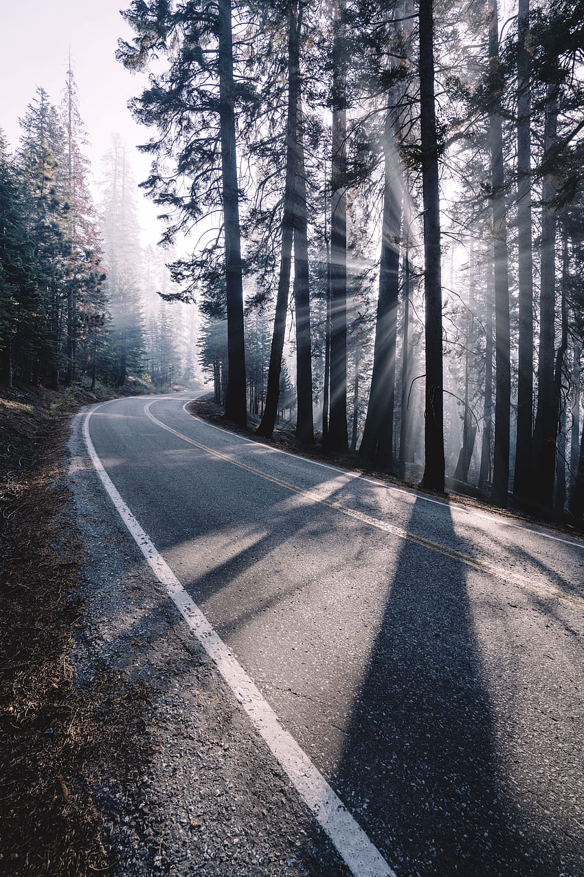 Природа, дървета, път, завой, гора, мъгла, слънчева светлина HD тапет за телефон