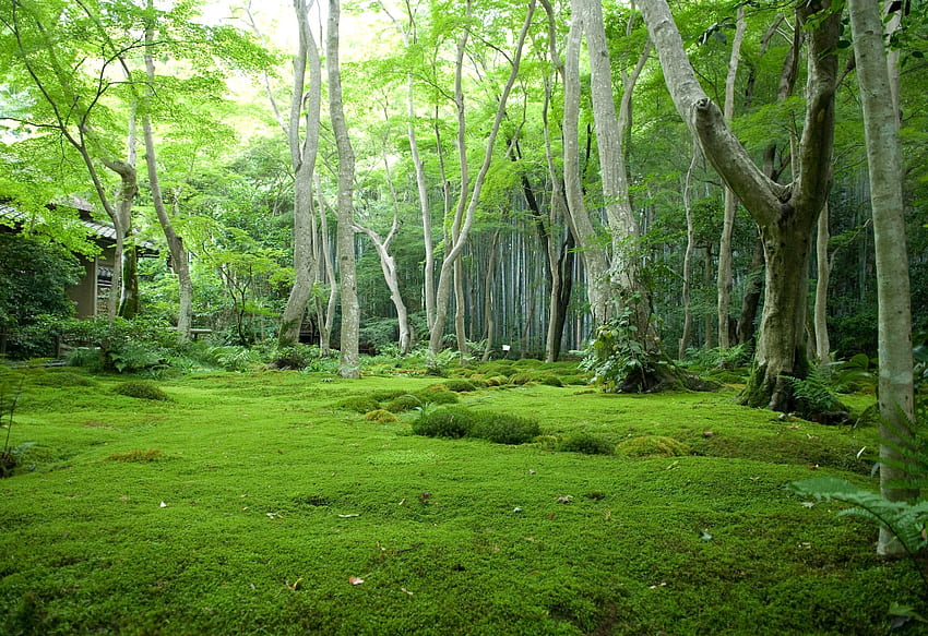 Natur, Bäume, Gras, Wald, Haus, Moos, Lichtung, Polyana HD-Hintergrundbild