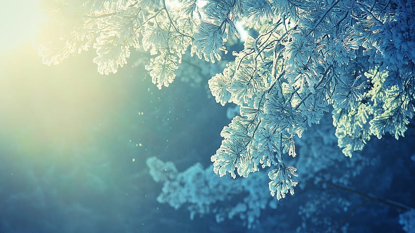 anime naturaleza nieve invierno frío luz del sol pacífico, , invierno calmante fondo de pantalla