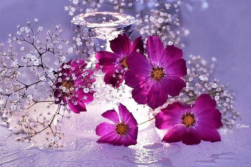 Fleurs violettes pour mon amie Barb (Fireangls4 ), violet, naturel, abstrait, graphie, pétales, nature, fleurs, beauté Fond d'écran HD