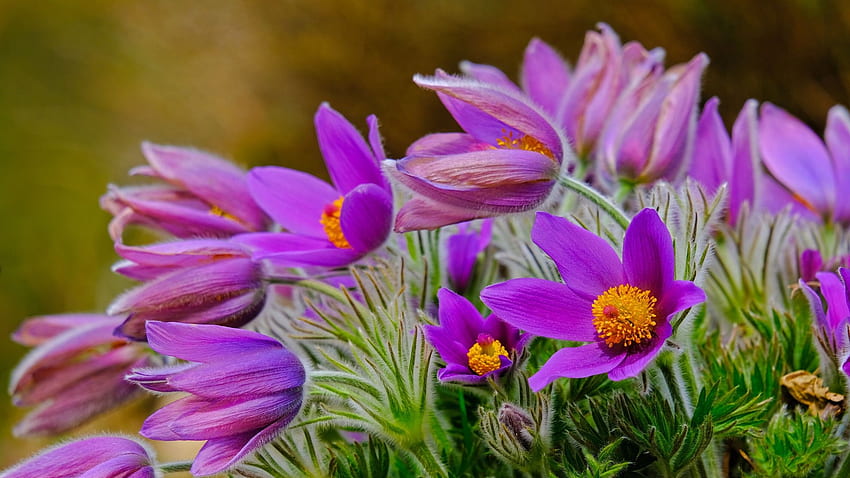 Primroses, mekar, ungu, kelopak, bunga, tanaman Wallpaper HD