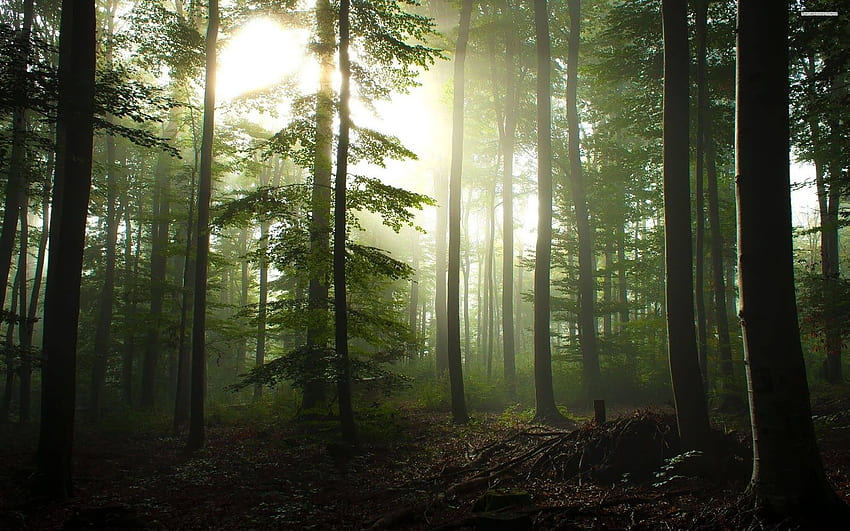 Yüksek Çözünürlükte Orman - Yeni. Yüksek Kaliteli Hareket, Ultra Yüksek Çözünürlüklü Orman HD duvar kağıdı