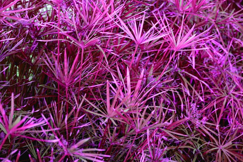 Flowers, Pink, Garden, Purple HD wallpaper