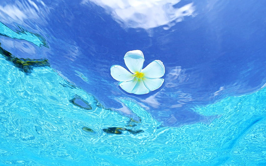 Water, Lily, Sea , Sand, Ocean, Summer, Beautiful HD wallpaper | Pxfuel