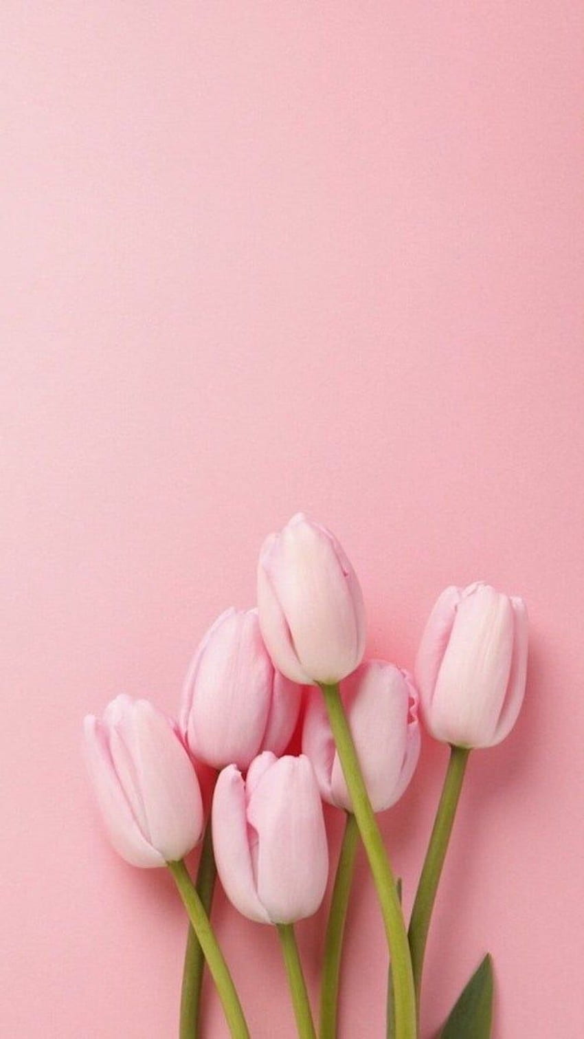 pink tulips at the bottom, on a pink background, spring , phone . Papel de parede floral, Papel de parede cor de rosa, Rosas papel de parede HD phone wallpaper