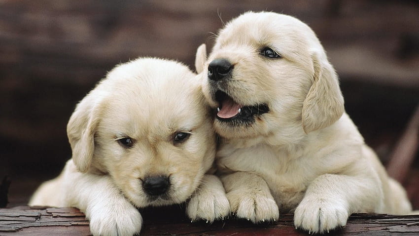 Cute Puppy - Golden Retriever Puppies - & Background HD wallpaper