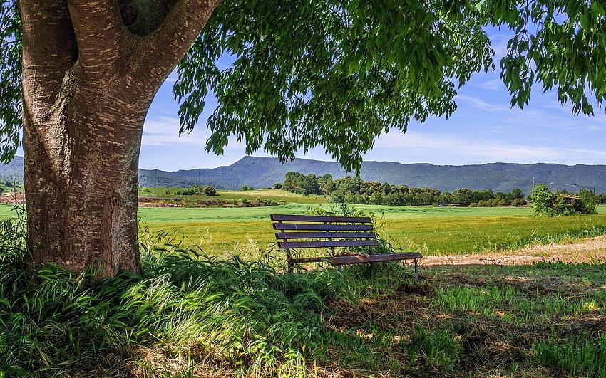 Bench under Tree, bench, nature, field, tree HD wallpaper