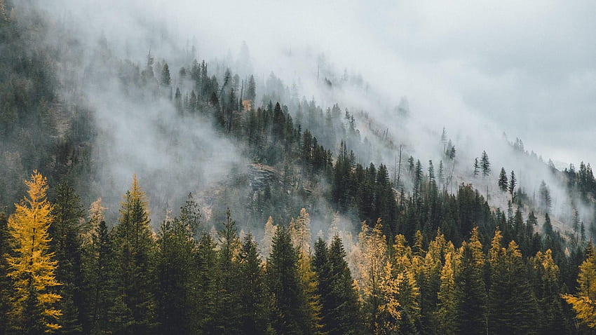 Misty Pine Forest . Studio 10 HD wallpaper