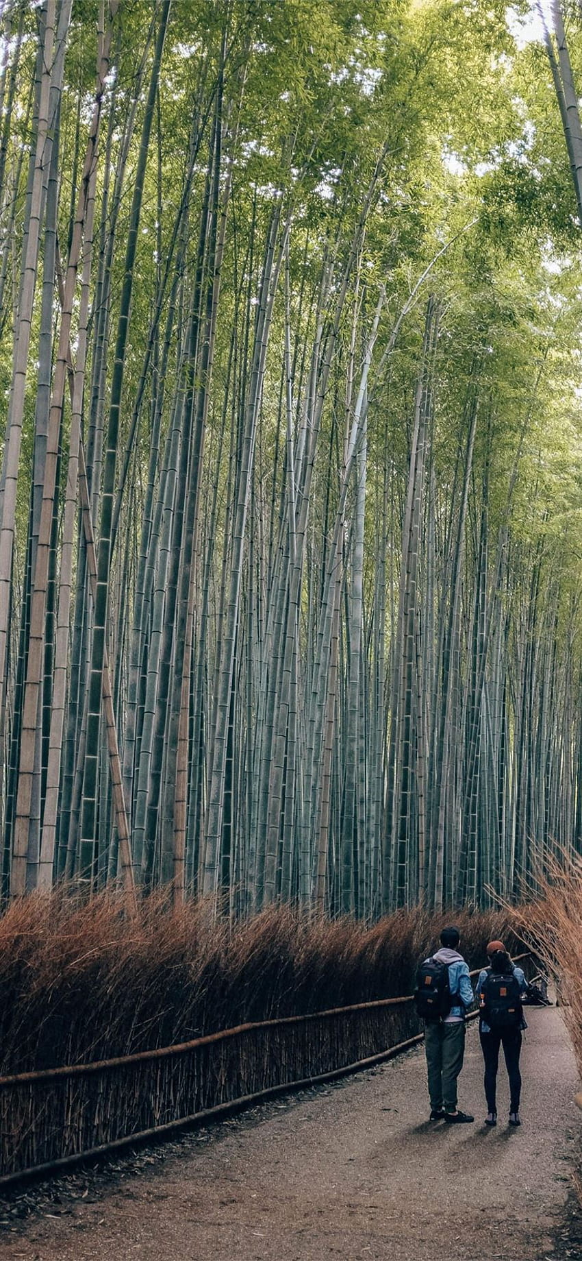 Sagano Bamboo Forest Iphone X Hd Phone Wallpaper Pxfuel