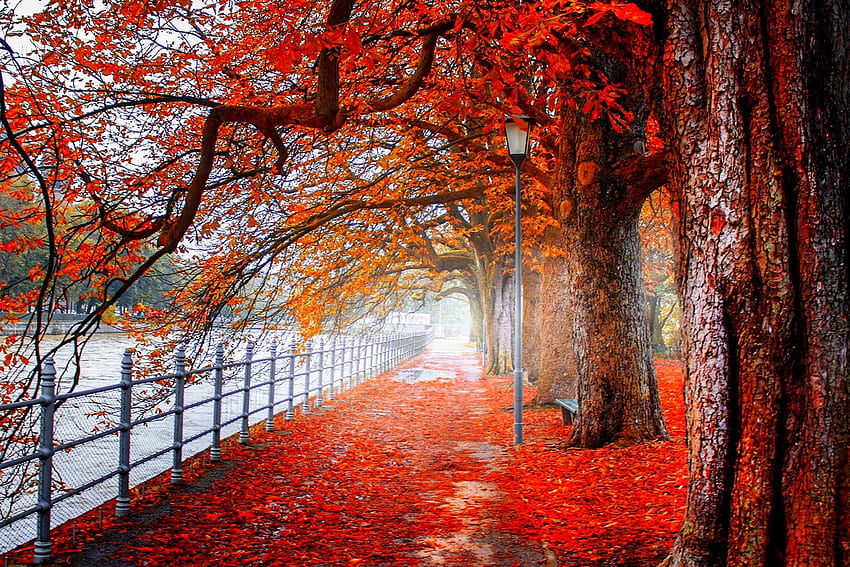❤️, ใบเมเปิ้ล, ต้นไม้, สวนสาธารณะ, ฤดูใบไม้ร่วง, สีสัน, ตุลาคม วอลล์เปเปอร์ HD