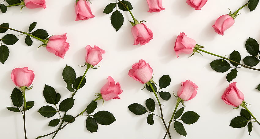 Pink Roses Wallpaper (64+ images)