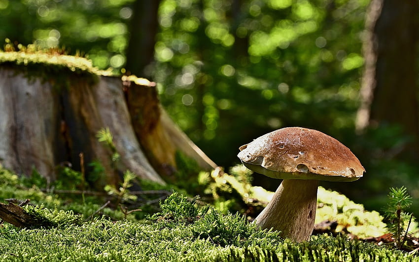 Mushroom, forest, stump, moss, macro HD wallpaper